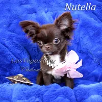 tiny Nika   chocolate, a female Chihuahua for sale in Las Vegas, NV – Photo 5 of 10