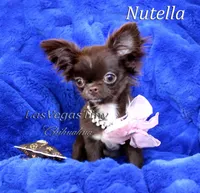 tiny Nika   chocolate, a female Chihuahua for sale in Las Vegas, NV – Photo 5 of 10