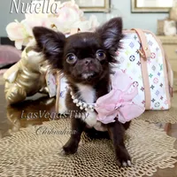 tiny Nika   chocolate, a female Chihuahua for sale in Las Vegas, NV – Photo 3 of 10