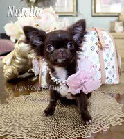 tiny Nika   chocolate, a female Chihuahua for sale in Las Vegas, NV – Photo 3 of 10