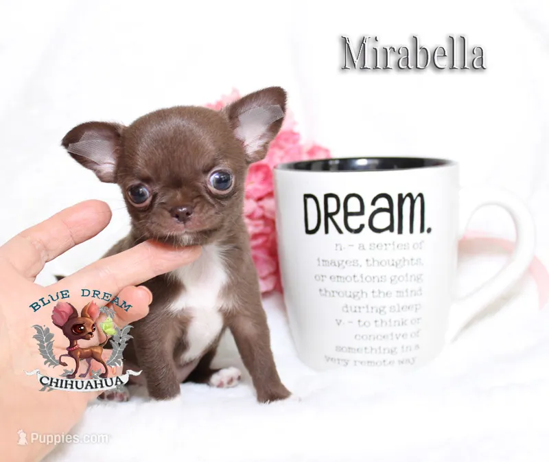 Mirabella – Chihuahua puppy for sale in Kingman, AZ