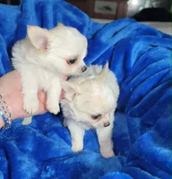 Sasha, a female Chihuahua for sale in Kingman, AZ – 2 of 6