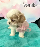 Vanila, a female Shih Tzu for sale in Kingman, AZ – 5 of 9