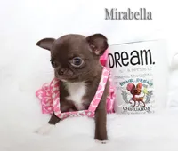 Teacup Mirabella, a female Chihuahua for sale in Kingman, AZ – 8 of 9