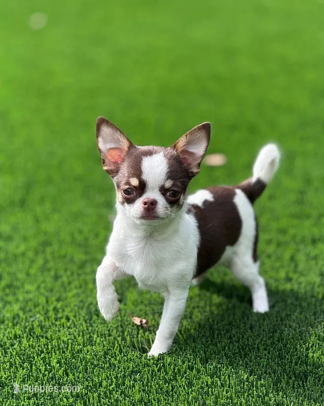 Borocco – Chihuahua puppy for sale in Kingman, AZ