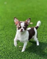 Borocco, a female Chihuahua for sale in Kingman, AZ – 1 of 1