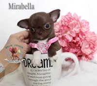 Teacup Mirabella, a female Chihuahua for sale in Kingman, AZ – 5 of 9