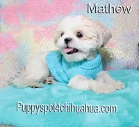 Mathew, a male Shih Tzu for sale in Kingman, AZ – 2 of 7