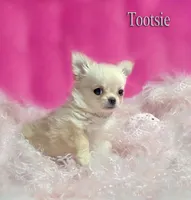 Tootsie, a female Chihuahua for sale in Kingman, AZ – 3 of 5