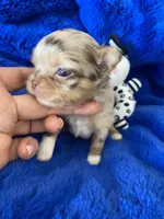 Jerry , a male Chihuahua for sale in Kingman, AZ – 3 of 8