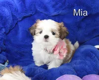 Mia, a female Shih Tzu for sale in Kingman, AZ – 2 of 9