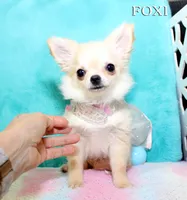 FOXI, a female Chihuahua for sale in Kingman, AZ – 9 of 10