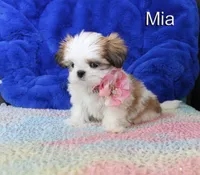Mia, a female Shih Tzu for sale in Kingman, AZ – 7 of 9