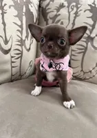 Teacup Mirabella, a female Chihuahua for sale in Kingman, AZ – 3 of 9