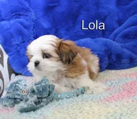 lola, a female Shih Tzu for sale in Kingman, AZ – 3 of 8