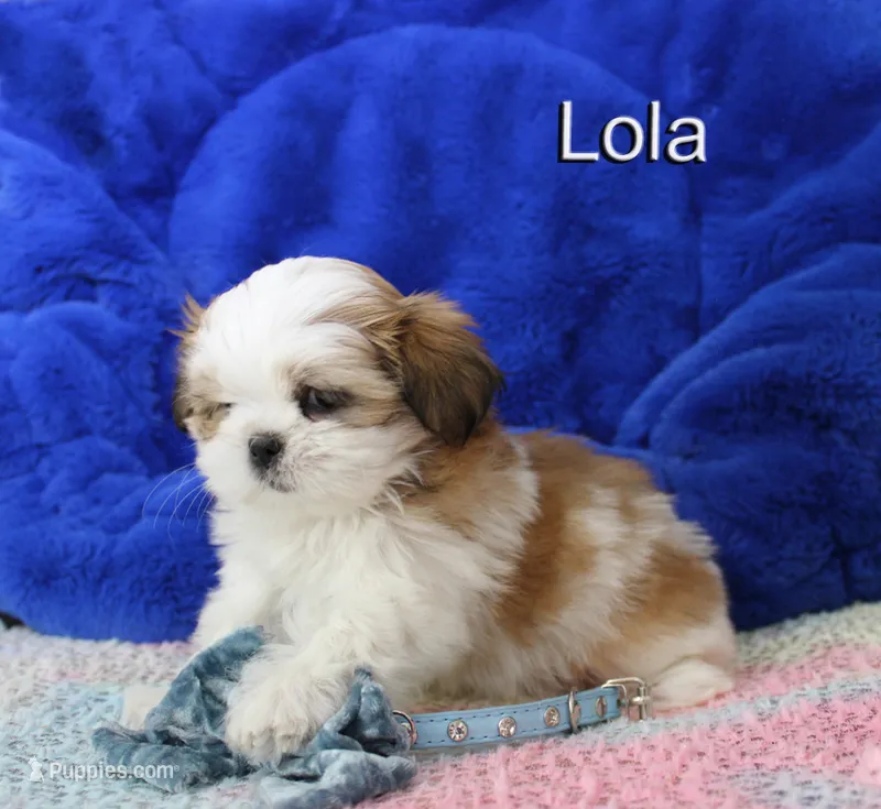 lola – Shih Tzu puppy for sale in Kingman, AZ