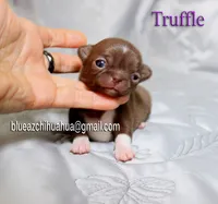 Truffle, a female Chihuahua for sale in Kingman, AZ – 3 of 5