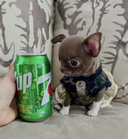 Teacup Truffle, a female Chihuahua for sale in Kingman, AZ – 3 of 10
