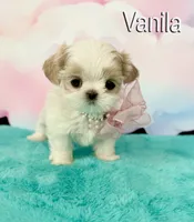 Vanila, a female Shih Tzu for sale in Kingman, AZ – 8 of 9