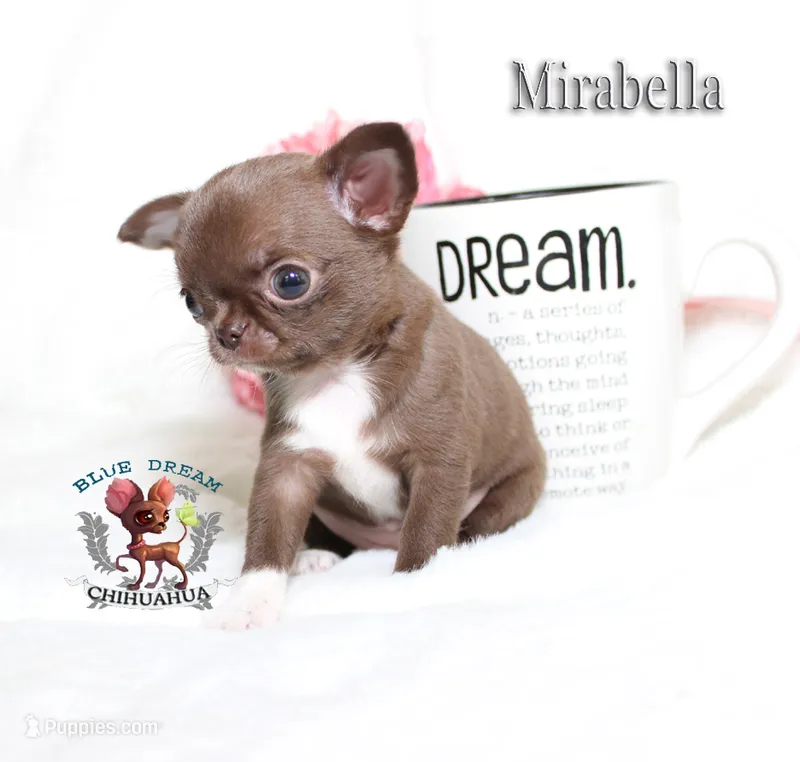 Mirabella – Chihuahua puppy for sale in Kingman, AZ