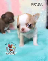 Prada, a female Chihuahua for sale in Kingman, AZ – 3 of 7