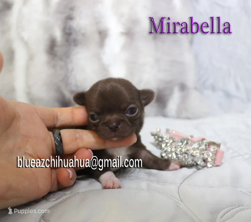 Mirabella – Chihuahua puppy for sale in Kingman, AZ
