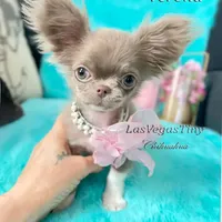 Tiny Verona Lilac, a female Chihuahua for sale in Las Vegas, NV – Photo 2 of 6