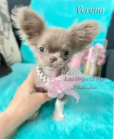 Tiny Verona Lilac, a female Chihuahua for sale in Las Vegas, NV – Photo 6 of 7