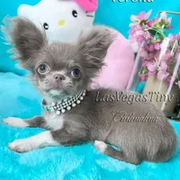 Tiny Verona Lilac, a female Chihuahua for sale in Las Vegas, NV – Photo 5 of 6