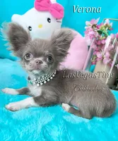 Tiny Verona Lilac, a female Chihuahua for sale in Las Vegas, NV – Photo 5 of 7
