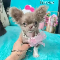Tiny Verona Lilac, a female Chihuahua for sale in Las Vegas, NV – Photo 3 of 6