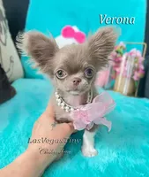 Tiny Verona Lilac, a female Chihuahua for sale in Las Vegas, NV – Photo 3 of 7