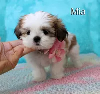 Mia, a female Shih Tzu for sale in Kingman, AZ – 5 of 9