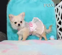 FOXI, a female Chihuahua for sale in Kingman, AZ – 8 of 10