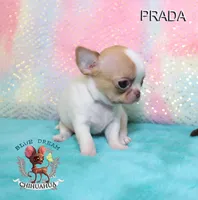 Prada, a female Chihuahua for sale in Kingman, AZ – 5 of 7