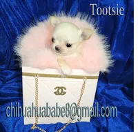 Tootsie, a female Chihuahua for sale in Kingman, AZ – 2 of 4