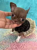 Teacup Truffle, a female Chihuahua for sale in Kingman, AZ – 7 of 10