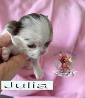 Julia, a female Chihuahua for sale in Kingman, AZ – 3 of 4