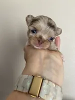 Jerry , a male Chihuahua for sale in Kingman, AZ – 5 of 8