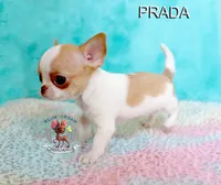 Prada, a female Chihuahua for sale in Kingman, AZ – 5 of 9