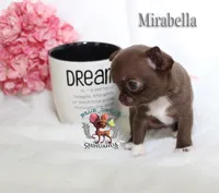 Teacup Mirabella, a female Chihuahua for sale in Kingman, AZ – 7 of 9