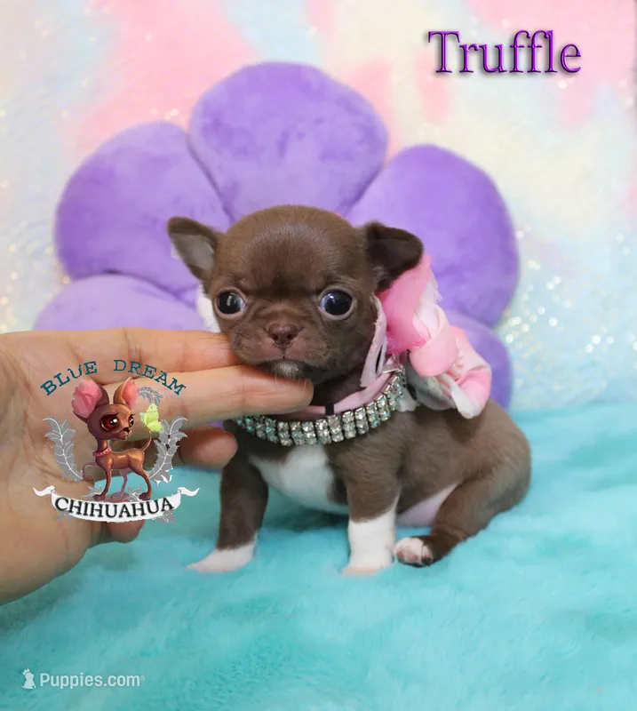 Truffle – Chihuahua puppy for sale in Kingman, AZ