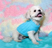 Mathew, a male Shih Tzu for sale in Kingman, AZ – 5 of 7