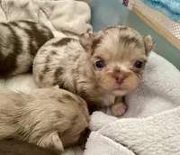 Jerry , a male Chihuahua for sale in Kingman, AZ – 2 of 8