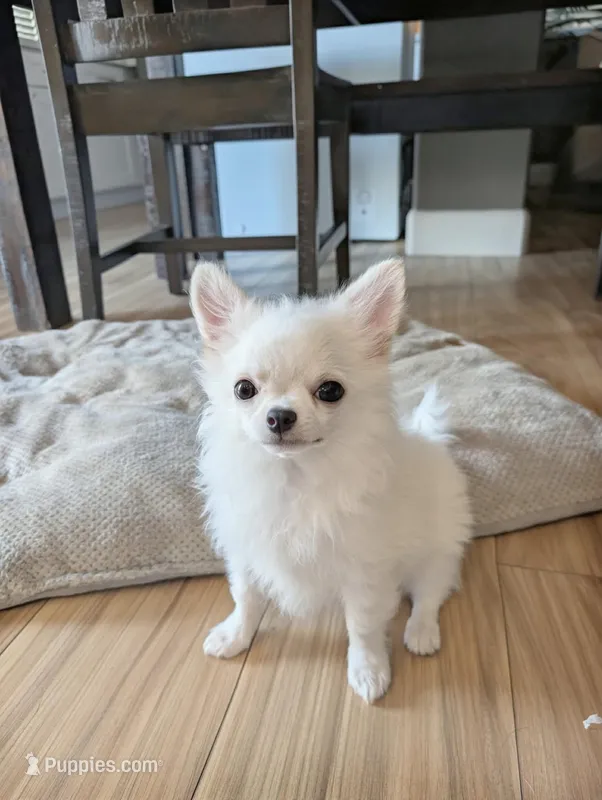 Garfield – Chihuahua puppy for sale in Kingman, AZ