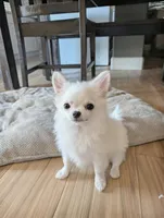 Garfield, a male Chihuahua for sale in Kingman, AZ – 1 of 3