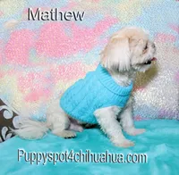 Mathew, a male Shih Tzu for sale in Kingman, AZ – 4 of 7