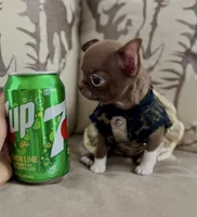 Teacup Truffle, a female Chihuahua for sale in Kingman, AZ – 2 of 10