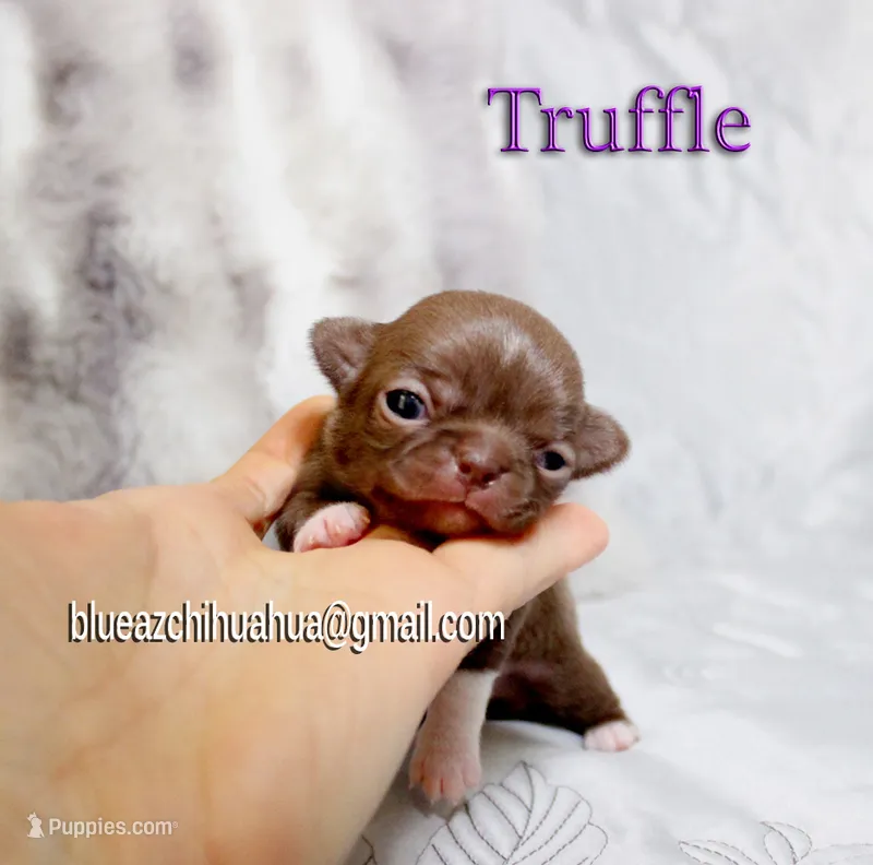 Truffle – Chihuahua puppy for sale in Kingman, AZ
