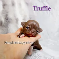 Truffle, a female Chihuahua for sale in Kingman, AZ – 1 of 5